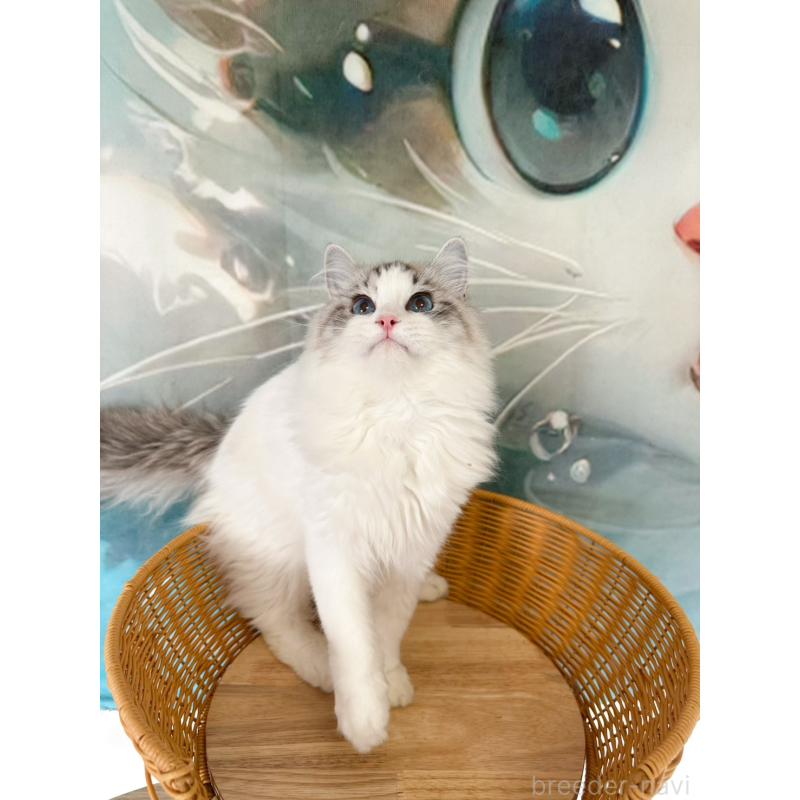 販売中の大阪府のラグドール-137916の8枚目