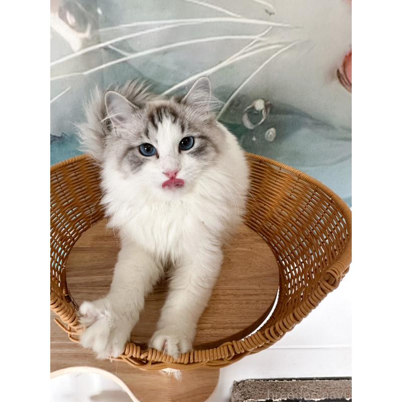 販売中の大阪府のラグドール-137916の7枚目