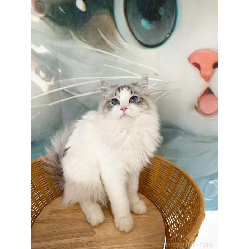 販売中の大阪府のラグドール-137916の6枚目