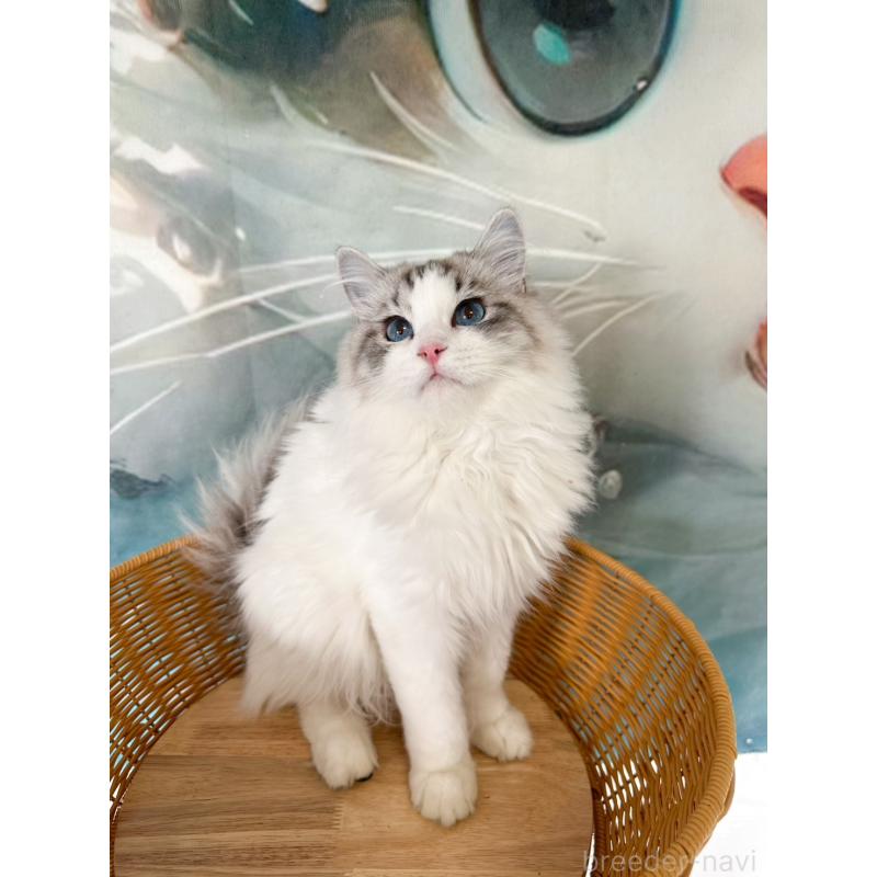 販売中の大阪府のラグドール-137916の5枚目