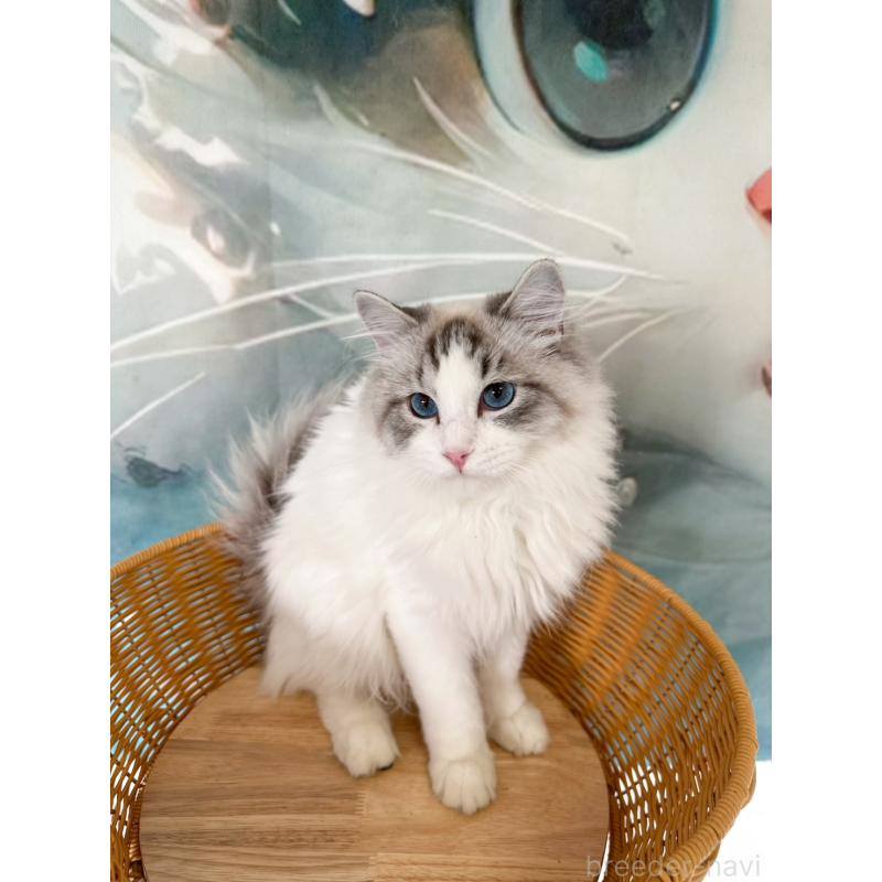 販売中の大阪府のラグドール-137916の4枚目