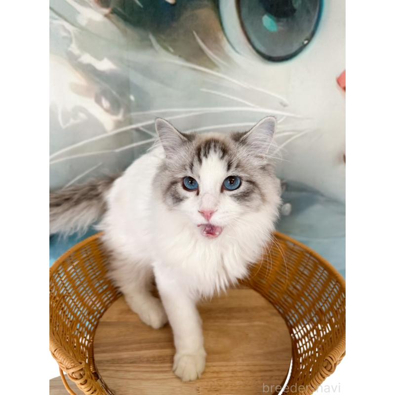 販売中の大阪府のラグドール-137916の3枚目