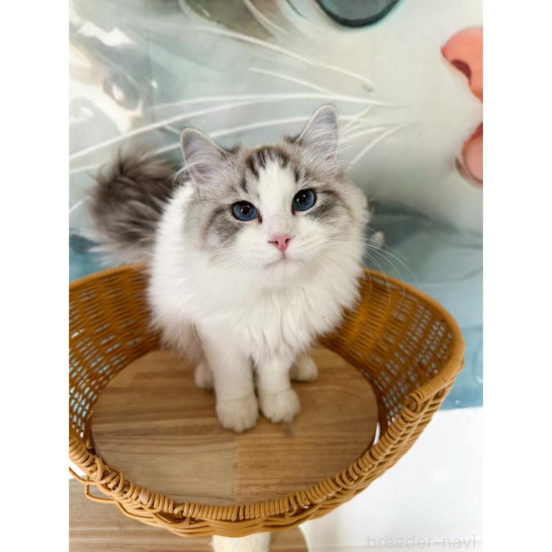 販売中の大阪府のラグドール-137916の2枚目