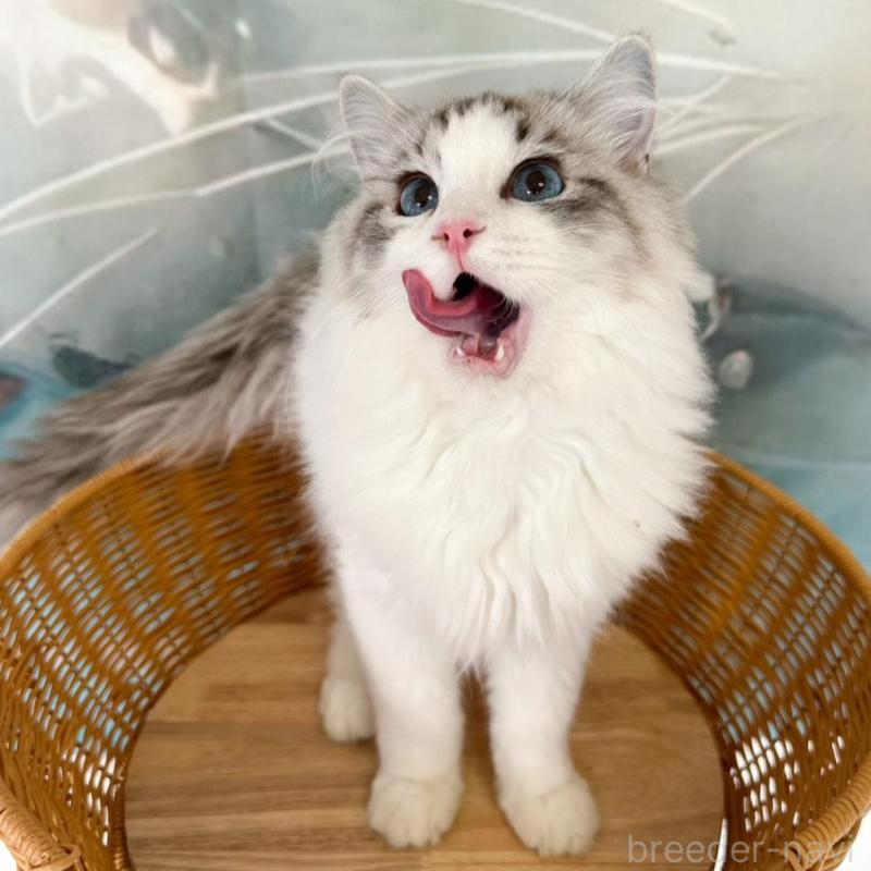 販売中の大阪府のラグドール-137916