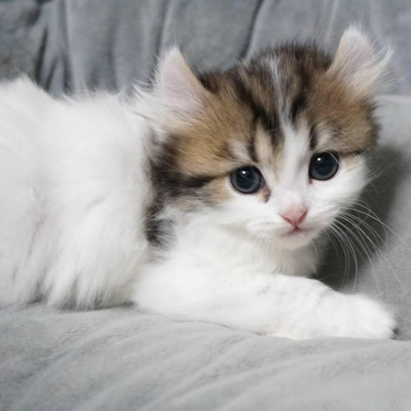 販売中の熊本県のミヌエット-137917の5枚目