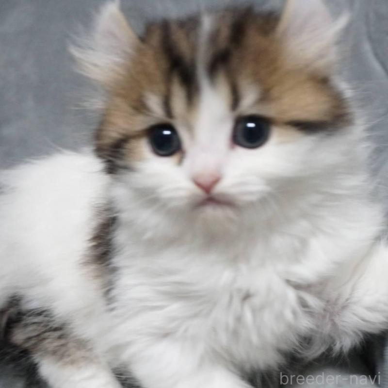 販売中の熊本県のミヌエット-137917の4枚目