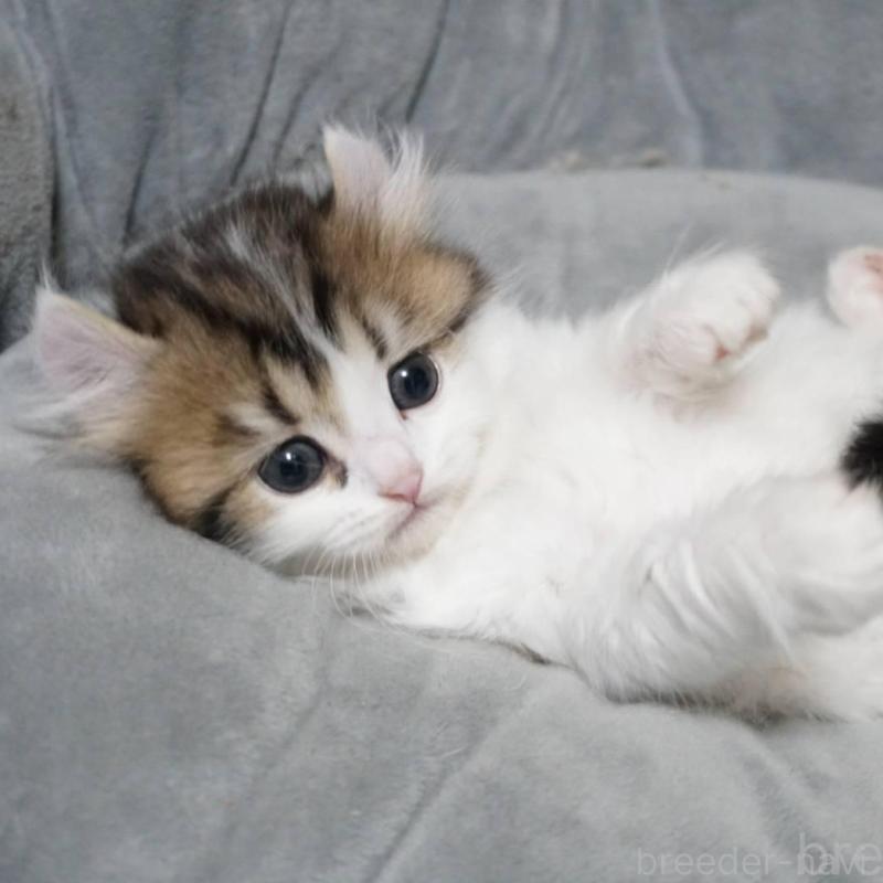 販売中の熊本県のミヌエット-137917の3枚目