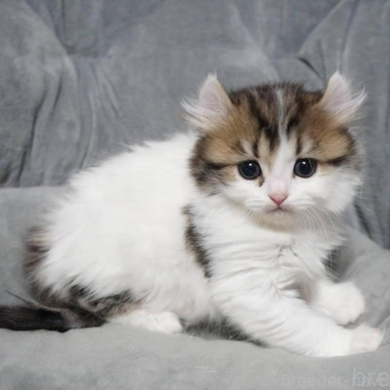 販売中ののミヌエット-137917