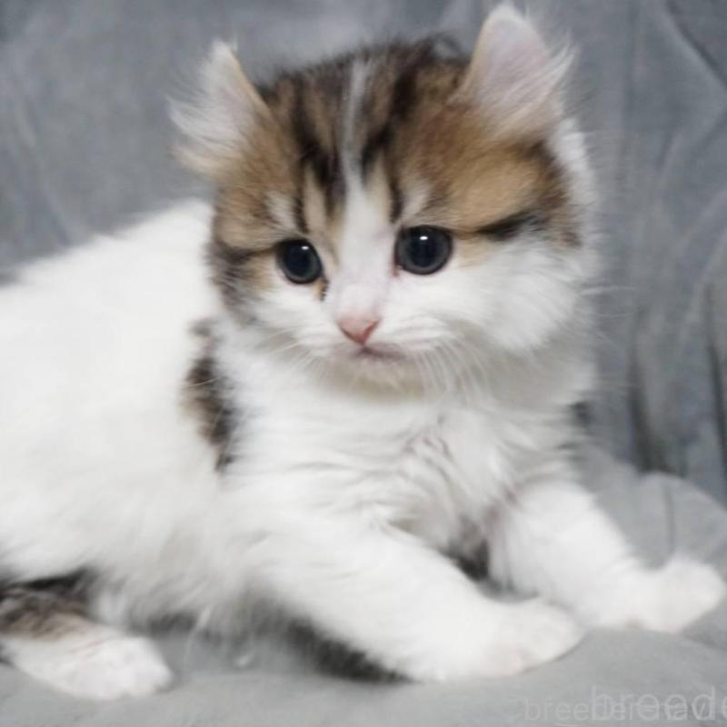 販売中の熊本県のミヌエット-137917の2枚目