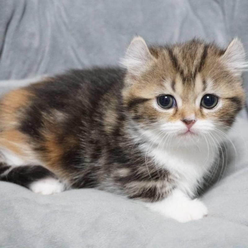 販売中の熊本県のミヌエット(短足)-137918の11枚目