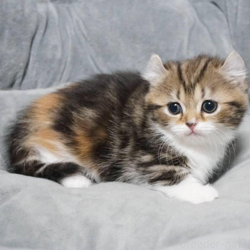 販売中の熊本県のミヌエット(短足)-137918の10枚目