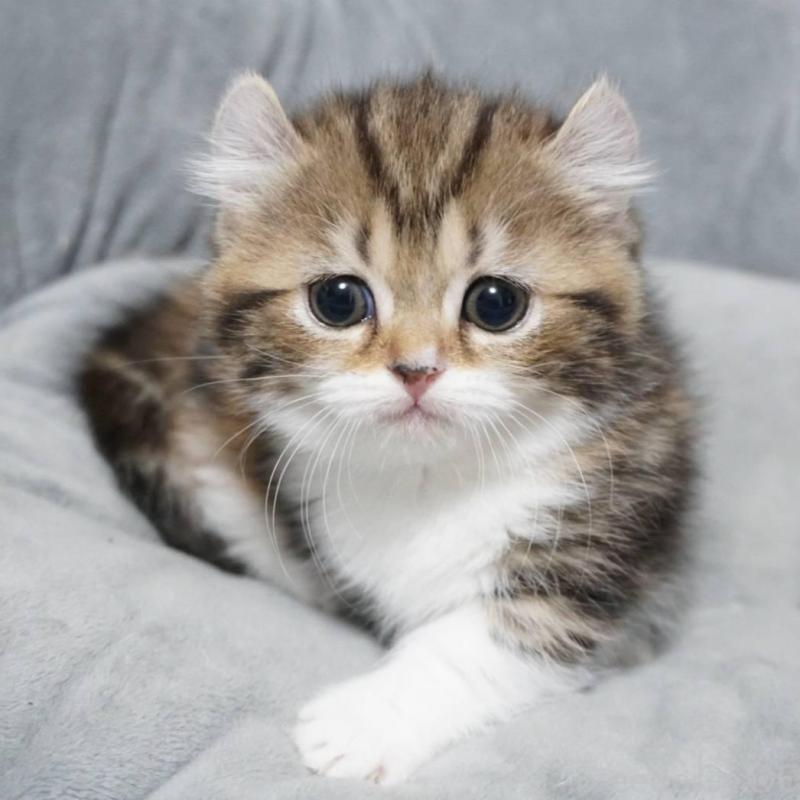 販売中の熊本県のミヌエット(短足)-137918の1枚目