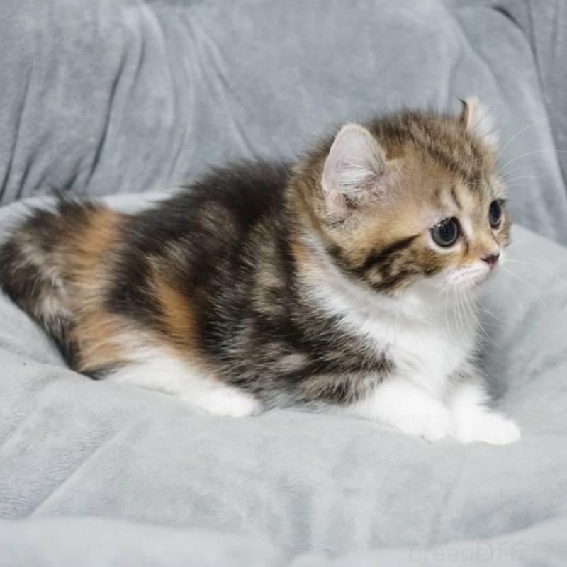 販売中の熊本県のミヌエット(短足)-137918の9枚目