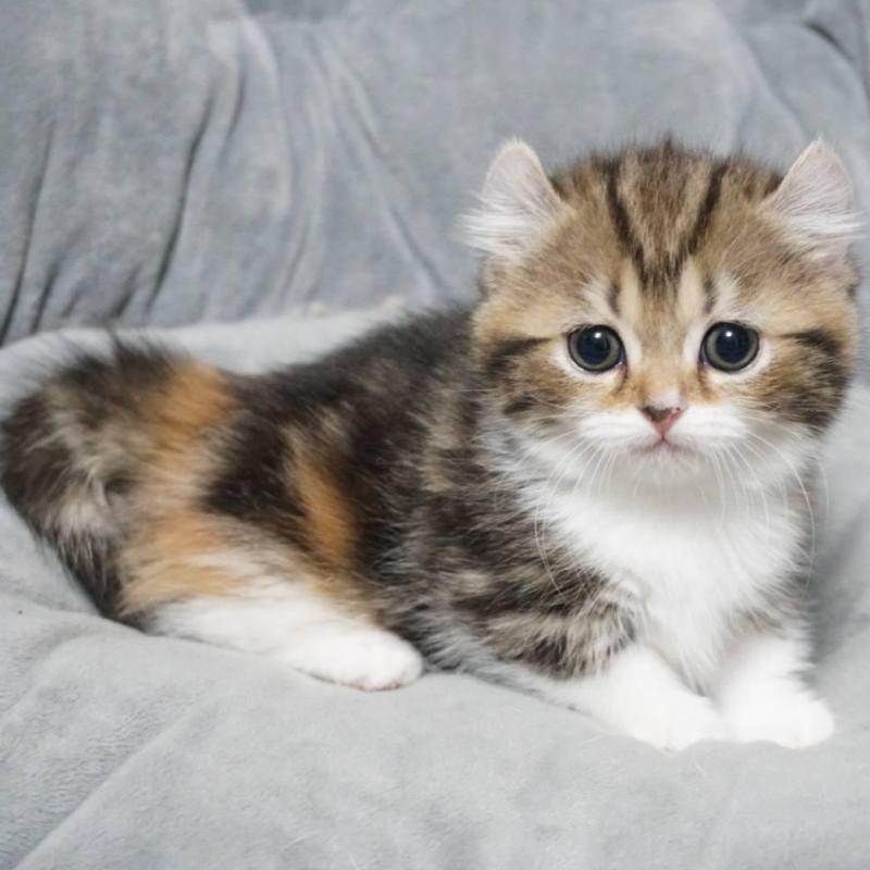 販売中の熊本県のミヌエット(短足)-137918の8枚目