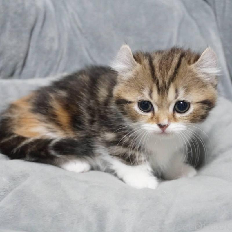 販売中の熊本県のミヌエット(短足)-137918の7枚目