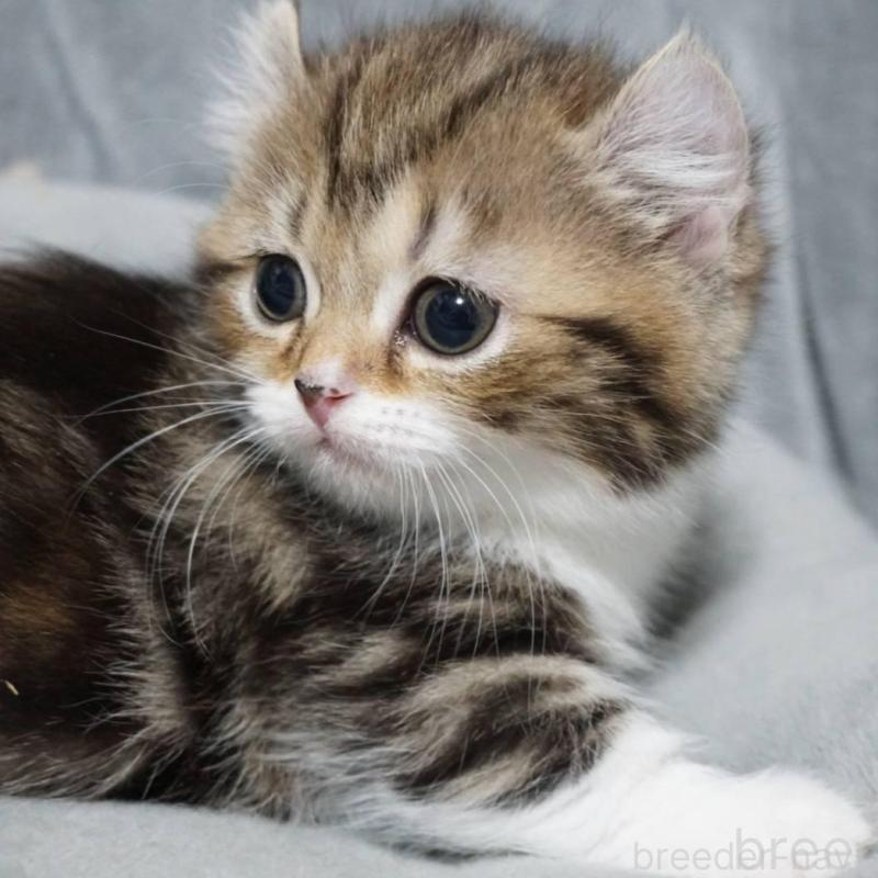 販売中の熊本県のミヌエット(短足)-137918の5枚目