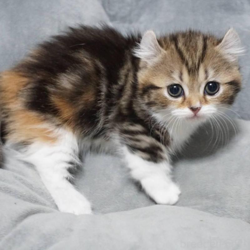 販売中の熊本県のミヌエット(短足)-137918の4枚目