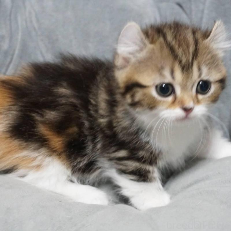 販売中の熊本県のミヌエット(短足)-137918の3枚目