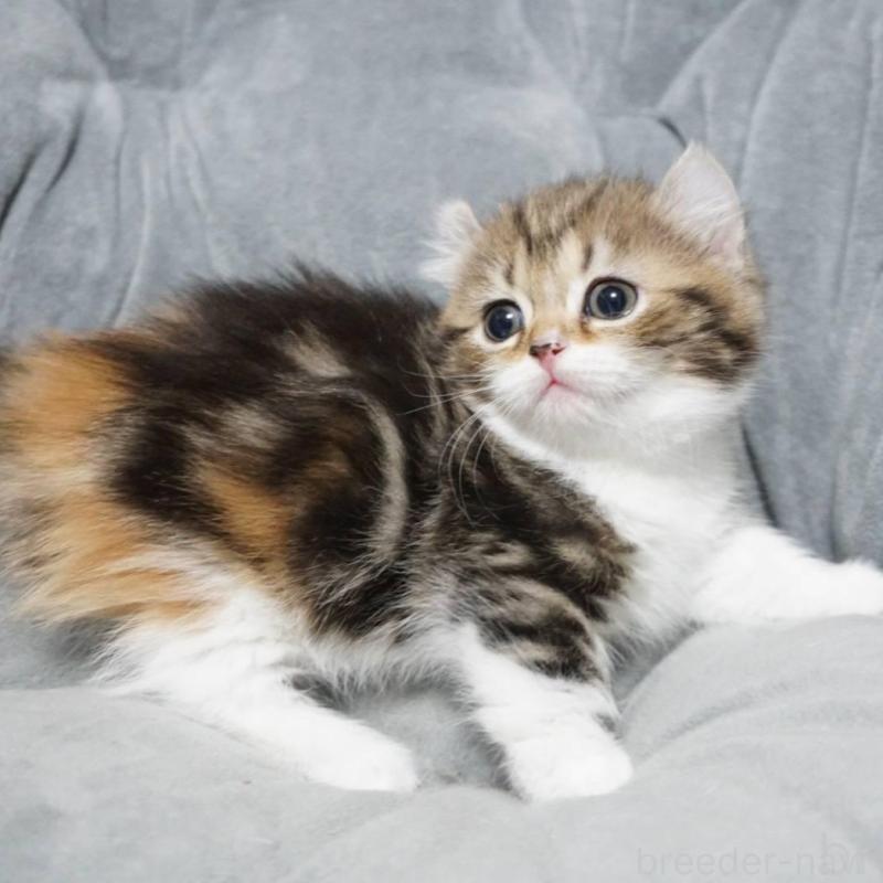 販売中の熊本県のミヌエット(短足)-137918の2枚目