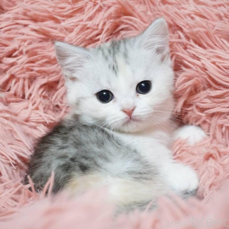 販売中の熊本県のミヌエット(短足)-137919