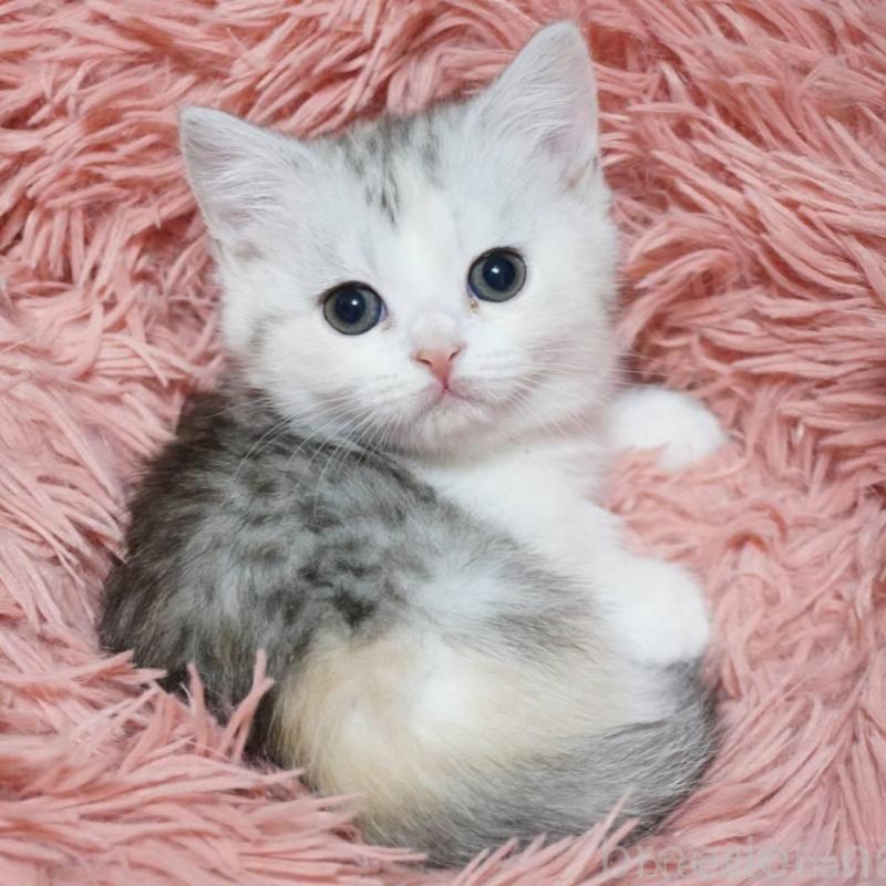 販売中の熊本県のミヌエット(短足)-137919の5枚目