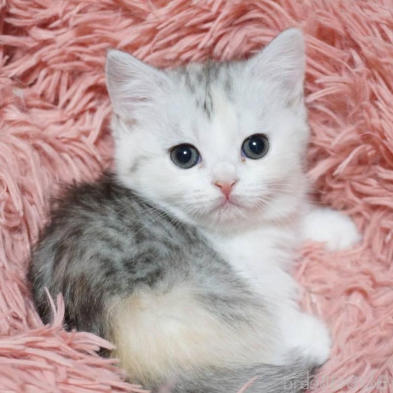 販売中の熊本県のミヌエット(短足)-137919の4枚目