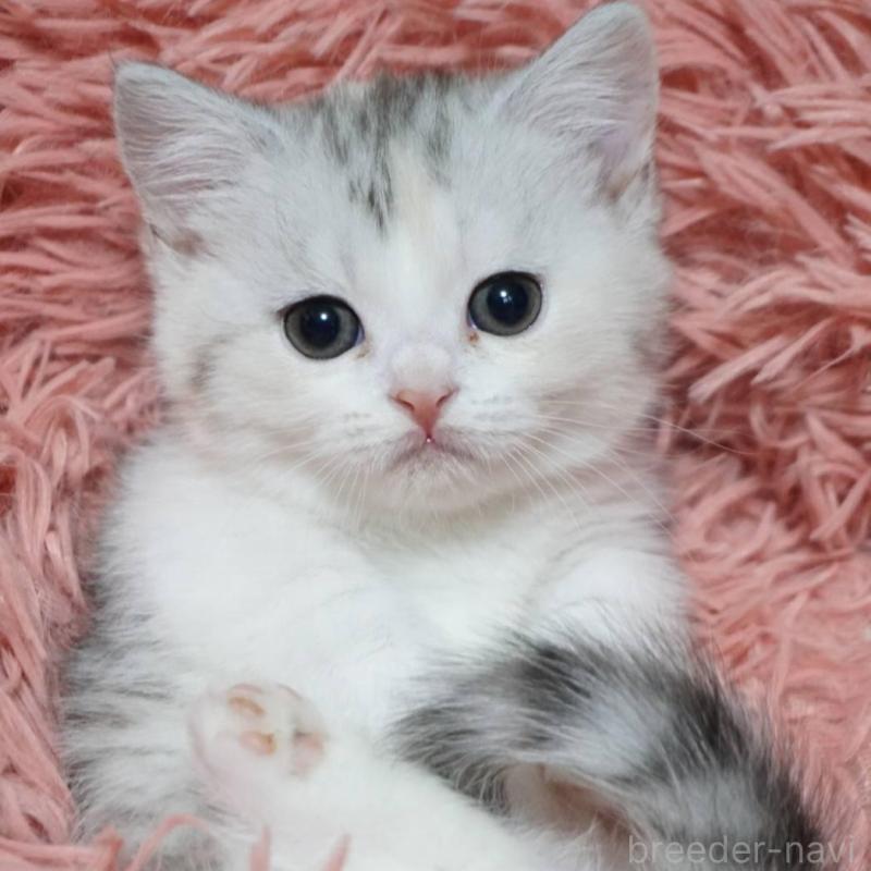 販売中の熊本県のミヌエット(短足)-137919の3枚目