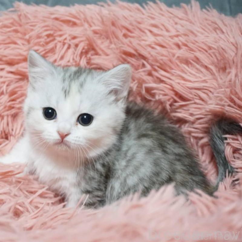 販売中の熊本県のミヌエット(短足)-137919の2枚目