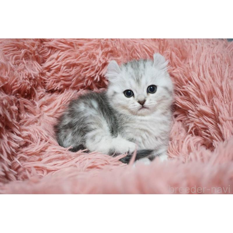 販売中の熊本県のミヌエット-137920の9枚目