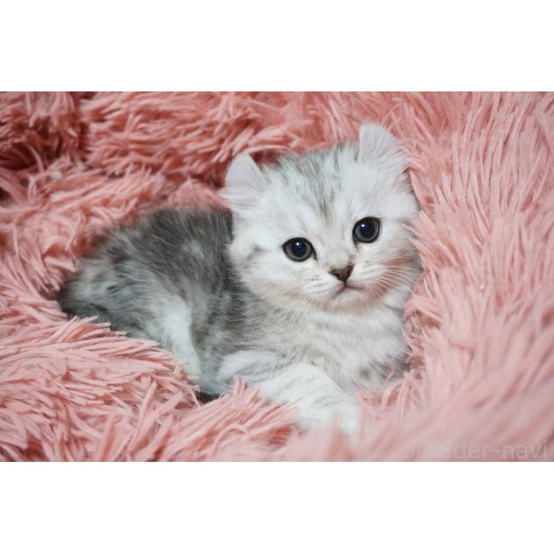 販売中の熊本県のミヌエット-137920の8枚目