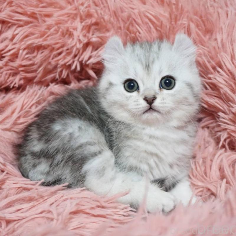 販売中の熊本県のミヌエット-137920