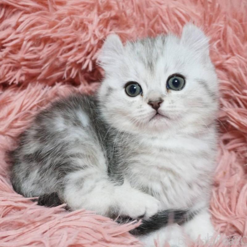 販売中の熊本県のミヌエット-137920の7枚目