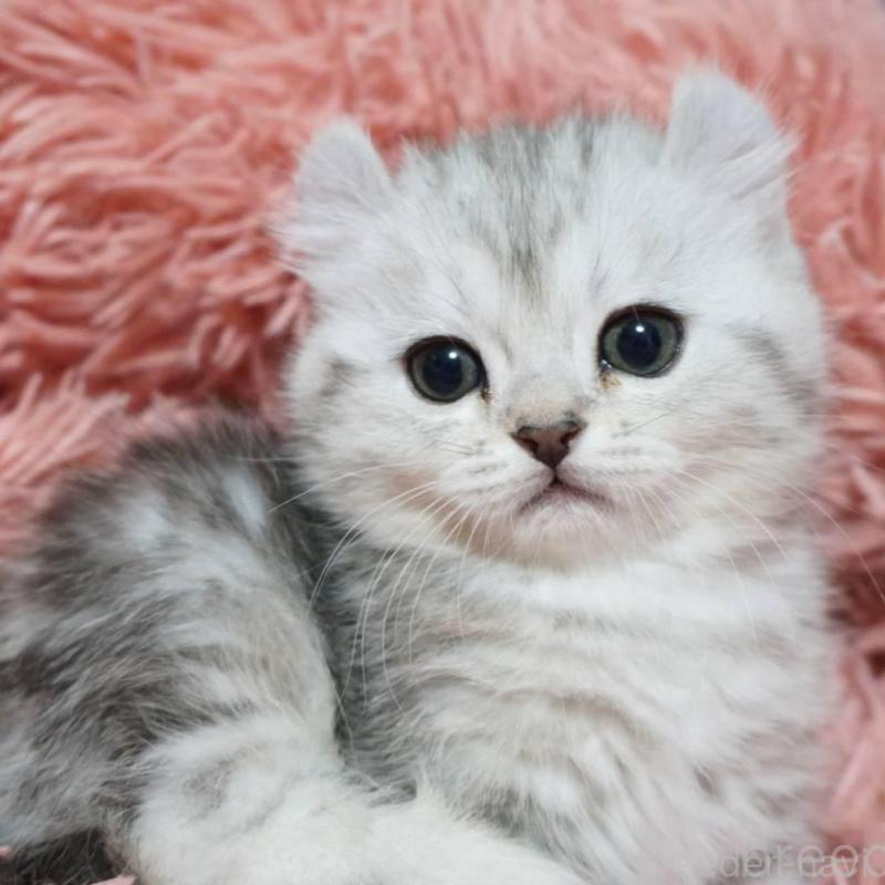 販売中の熊本県のミヌエット-137920の6枚目