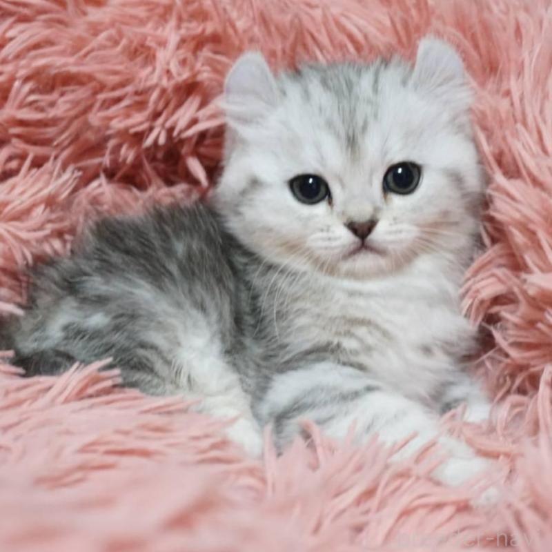 販売中の熊本県のミヌエット-137920の5枚目