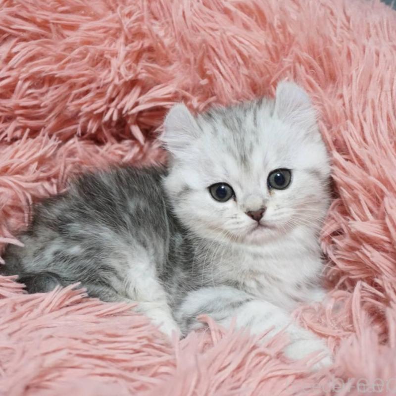 販売中の熊本県のミヌエット-137920の4枚目