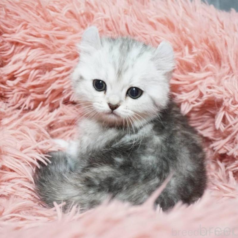 販売中の熊本県のミヌエット-137920の3枚目