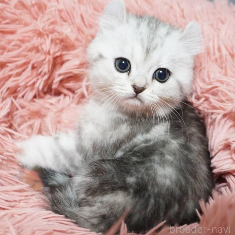 販売中の熊本県のミヌエット-137920の2枚目