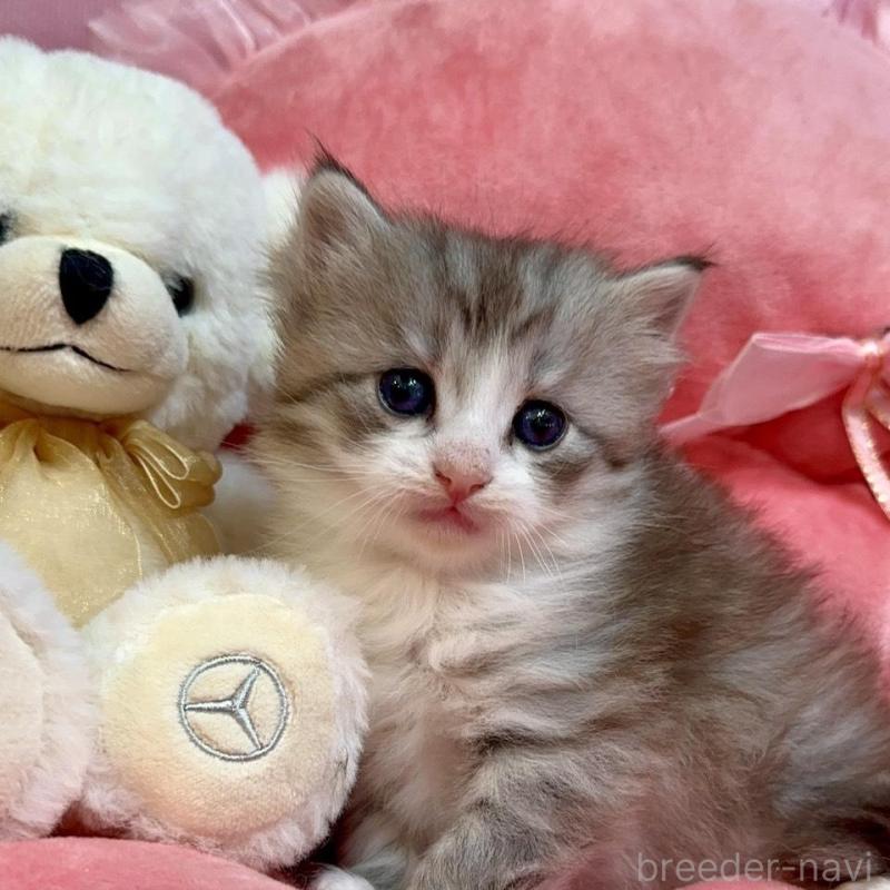 販売中の兵庫県のノルウェージャンフォレストキャット-137921の5枚目