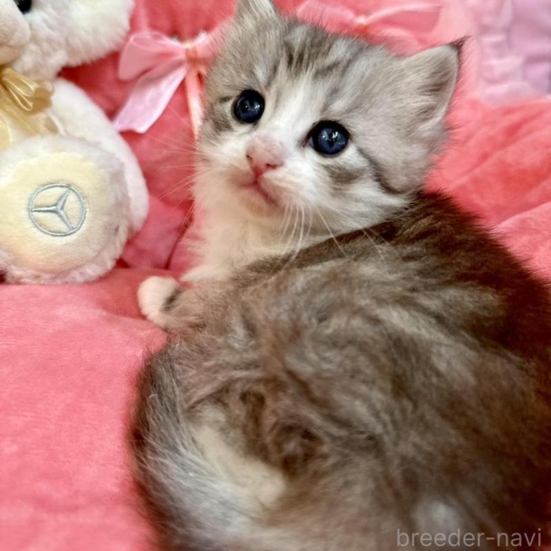 販売中の兵庫県のノルウェージャンフォレストキャット-137921の3枚目