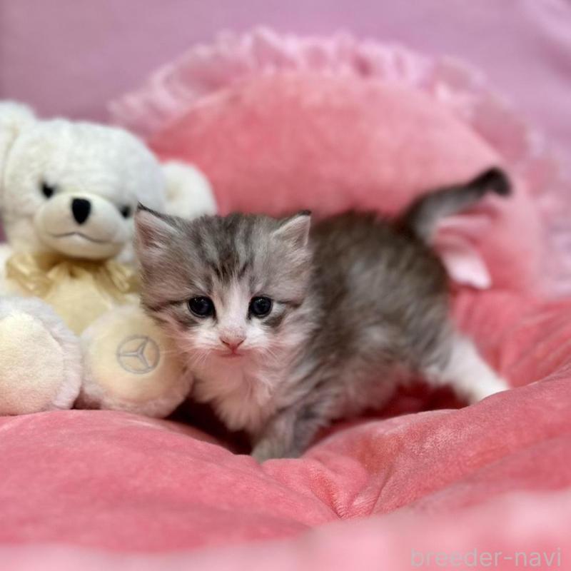 販売中の兵庫県のノルウェージャンフォレストキャット-137921の2枚目