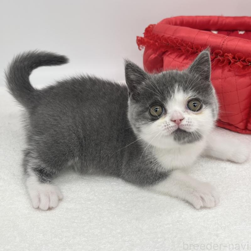 販売中の愛知県のブリティッシュショートヘア-137922の5枚目