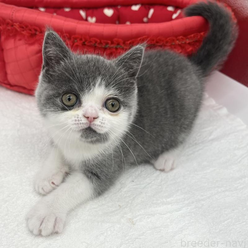 販売中の愛知県のブリティッシュショートヘア-137922の4枚目