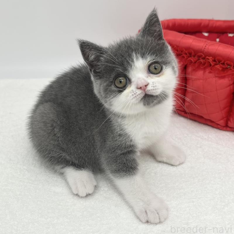 販売中の愛知県のブリティッシュショートヘア-137922の3枚目