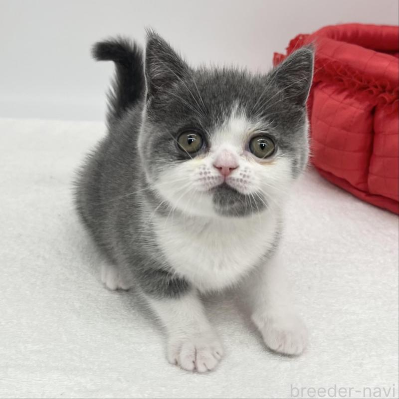 販売中の愛知県のブリティッシュショートヘア-137922の1枚目