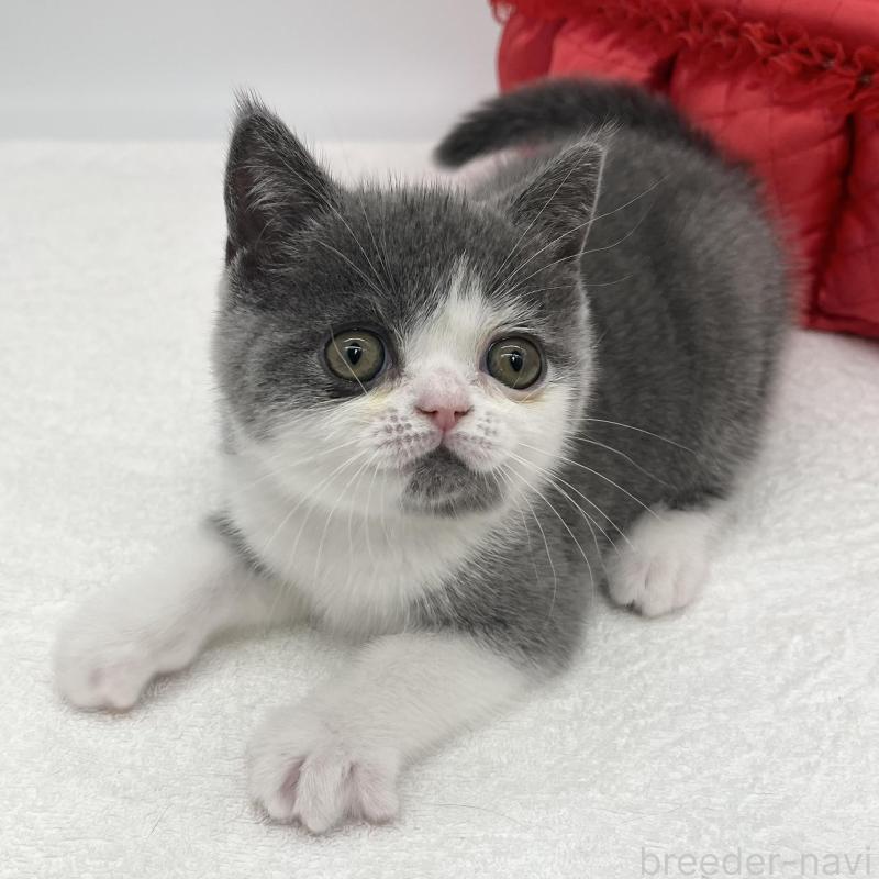 販売中の愛知県のブリティッシュショートヘア-137922の2枚目