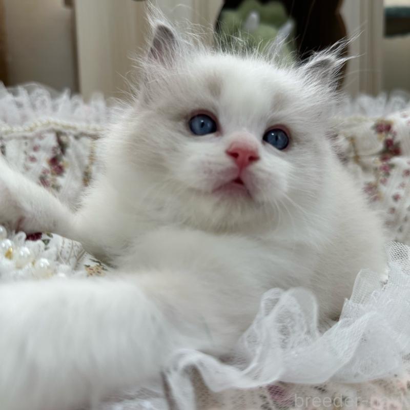 販売中の埼玉県のラグドール-137923の15枚目