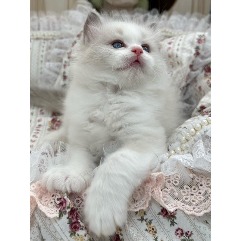 販売中の埼玉県のラグドール-137923の14枚目