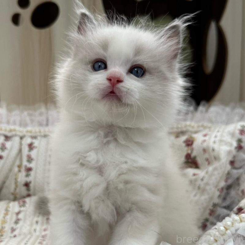 販売中の埼玉県のラグドール-137923の13枚目