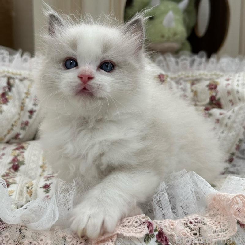 販売中の埼玉県のラグドール-137923の12枚目