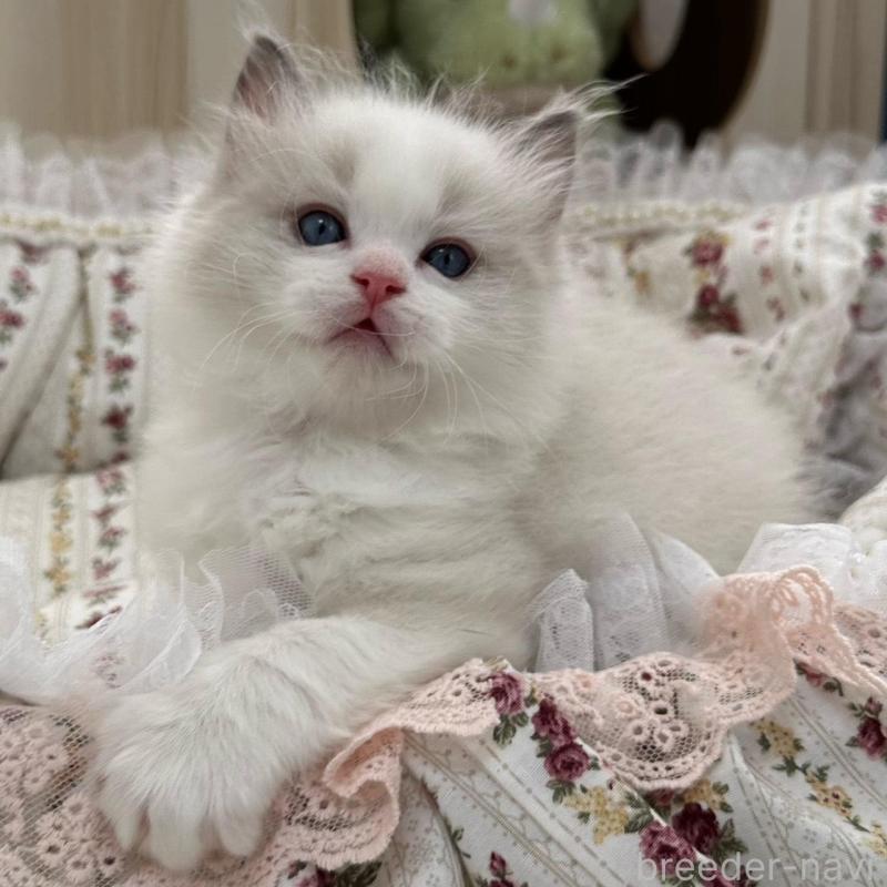 販売中の埼玉県のラグドール-137923の11枚目